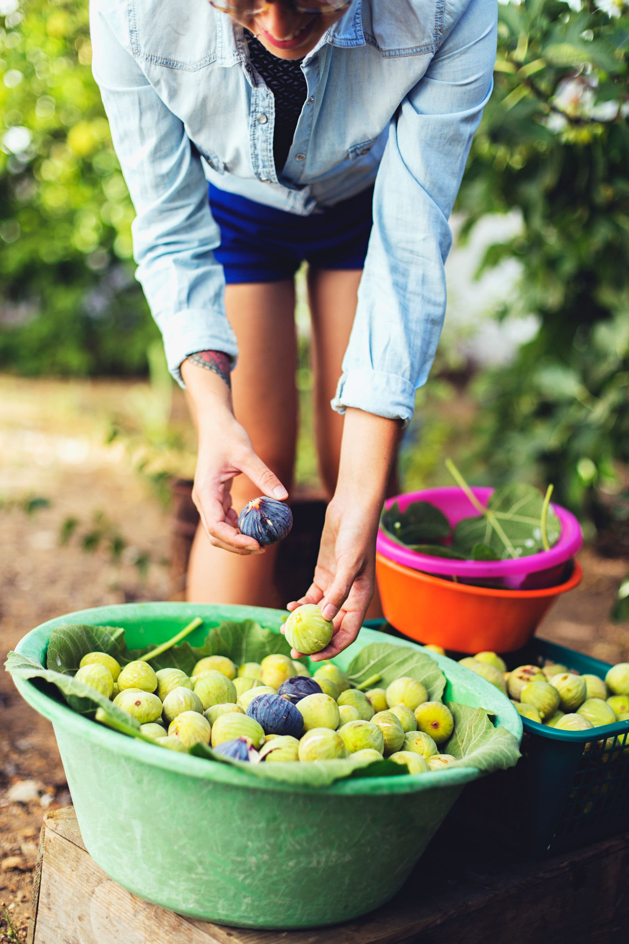 Rita dropping a couple of figs into a large plastic bowl, during after harvest.