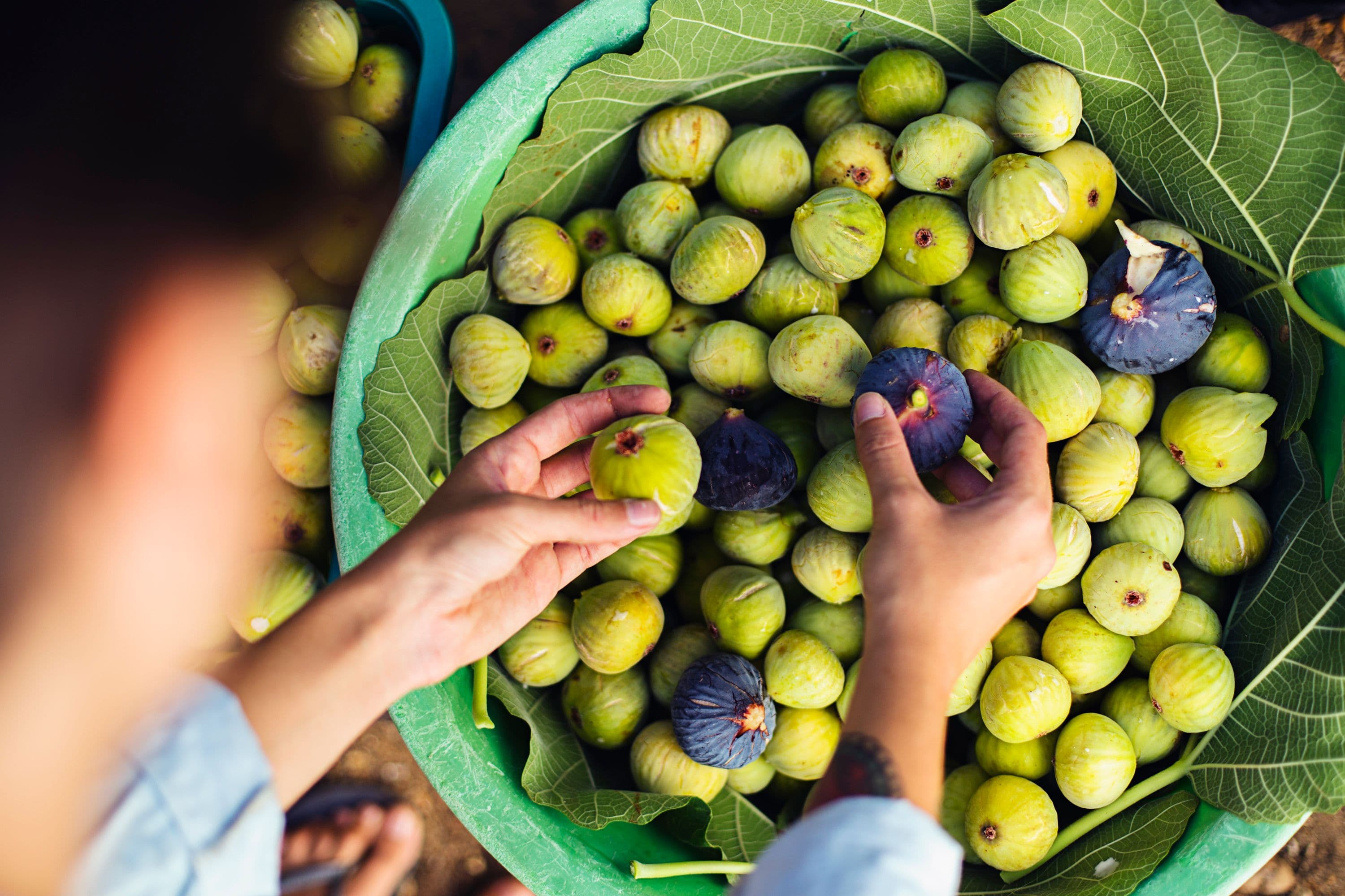 Overhead shot of a basket filled with green figs and a few purple ones, with hands arranging them.