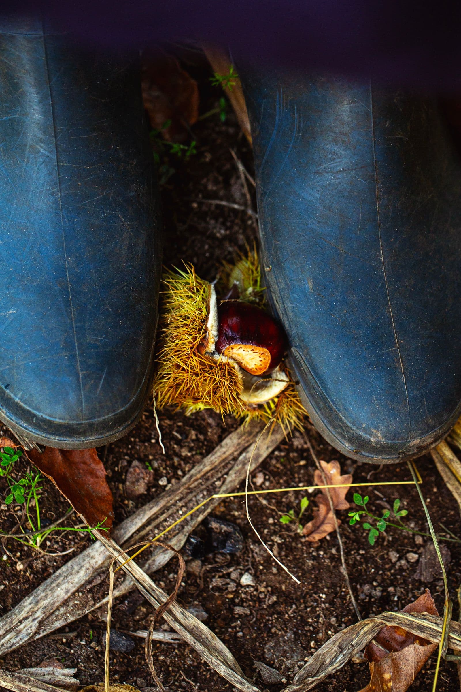 Botas de borracha a pressionar um ouriço de castanheiro no chão para ajudar a libertar a castanha.