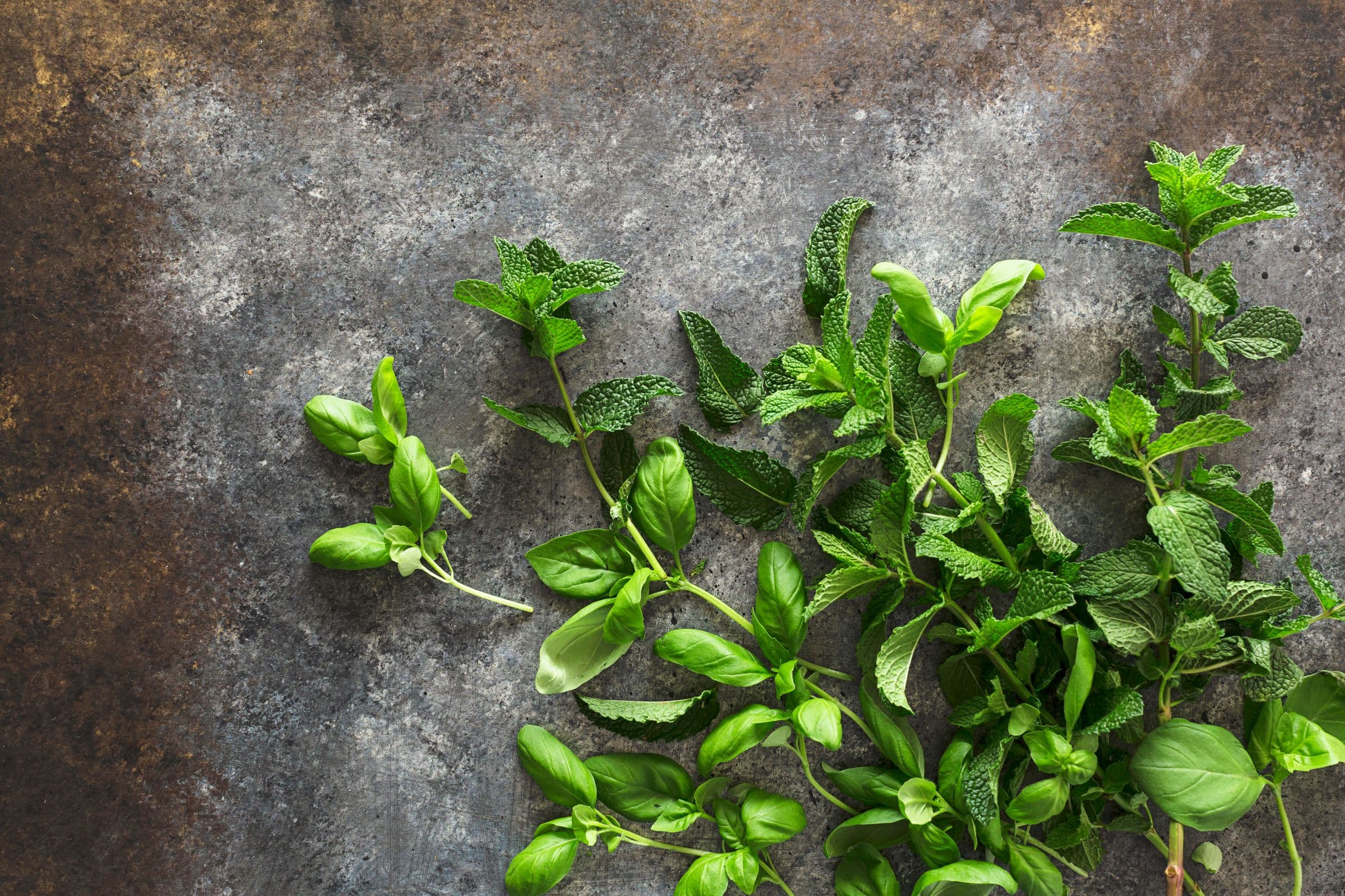 Fresh mint leaves and basil scattered on a grey surface, ready for making vegan pumpkin seed pesto.
