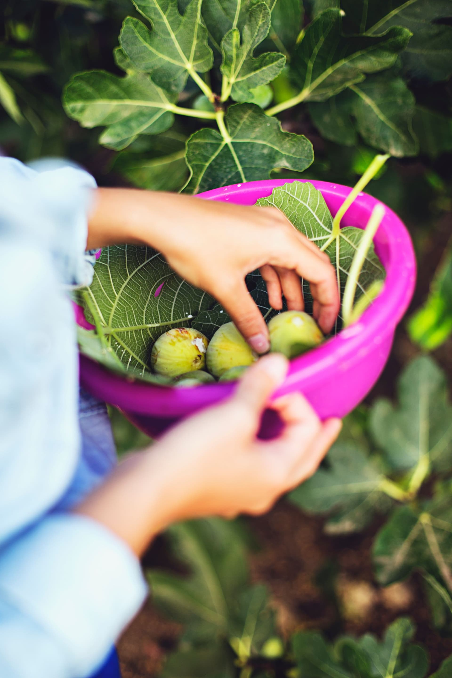 Hand placing freshly picked figs into a bowl lined with leaves.