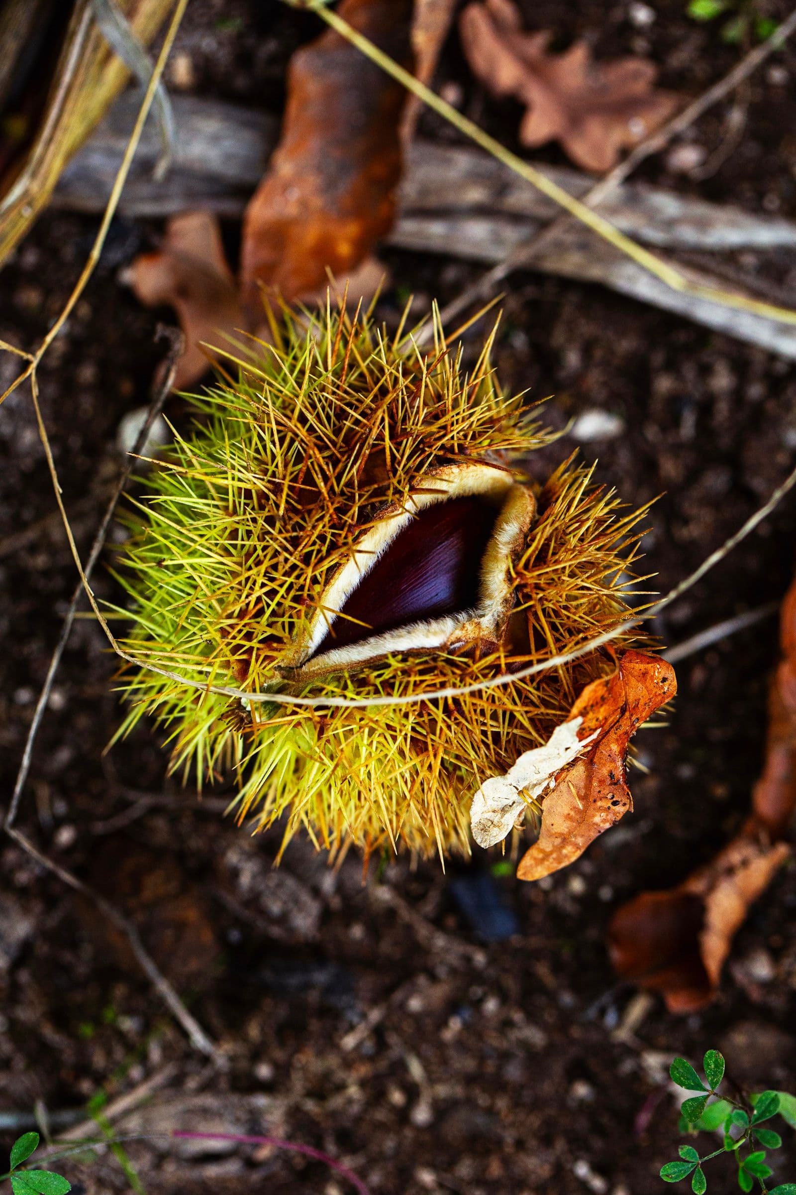 Opened chestnut burr on the ground, revealing a glossy chestnut inside.