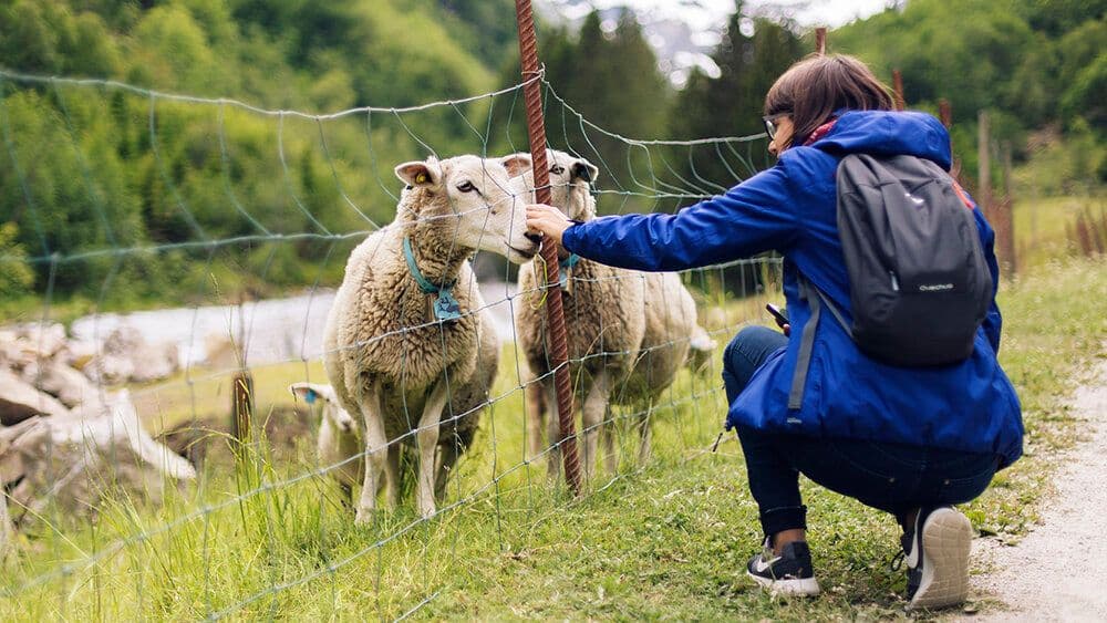Rita scratching a sheep's fuzzy nose in Norway.