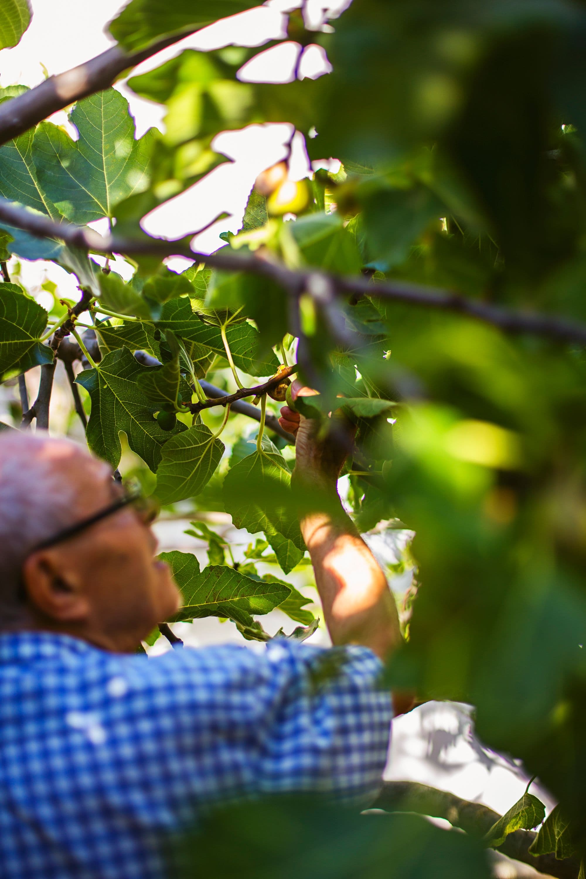 Elderly man reaching up to harvest ripe figs from the tree.
